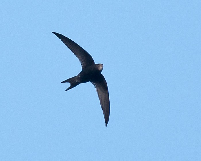 Common Swift - BWI Tolka Branch Historical Data
