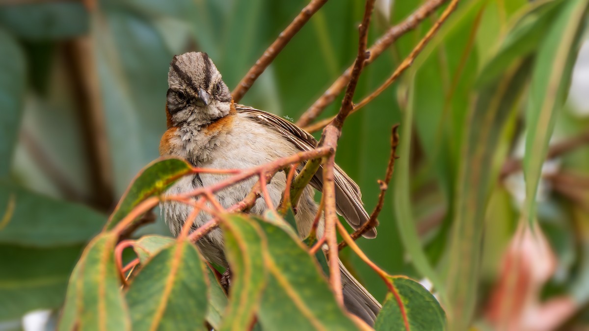 Rufous-collared Sparrow - Yosico Chu