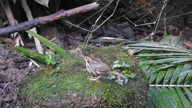 Puff-throated Babbler - ML612658408