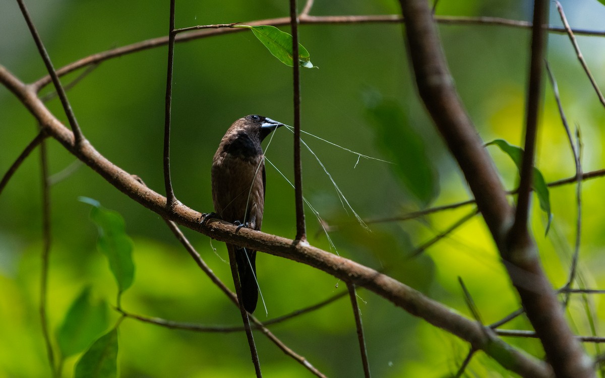 Black-throated Munia - ML612658437