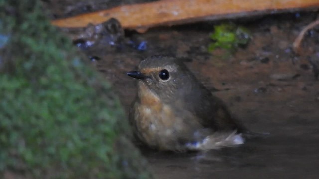 Gobemouche givré - ML612658507