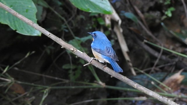 Hill Blue Flycatcher - ML612658519