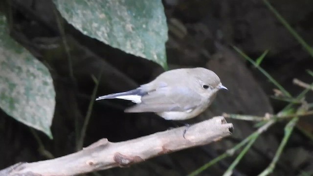 חטפית טאיגה - ML612658573