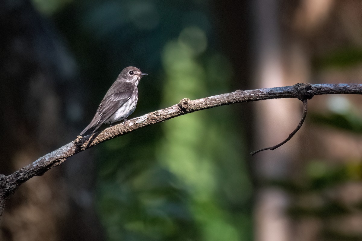 Gray-streaked Flycatcher - ML612658640