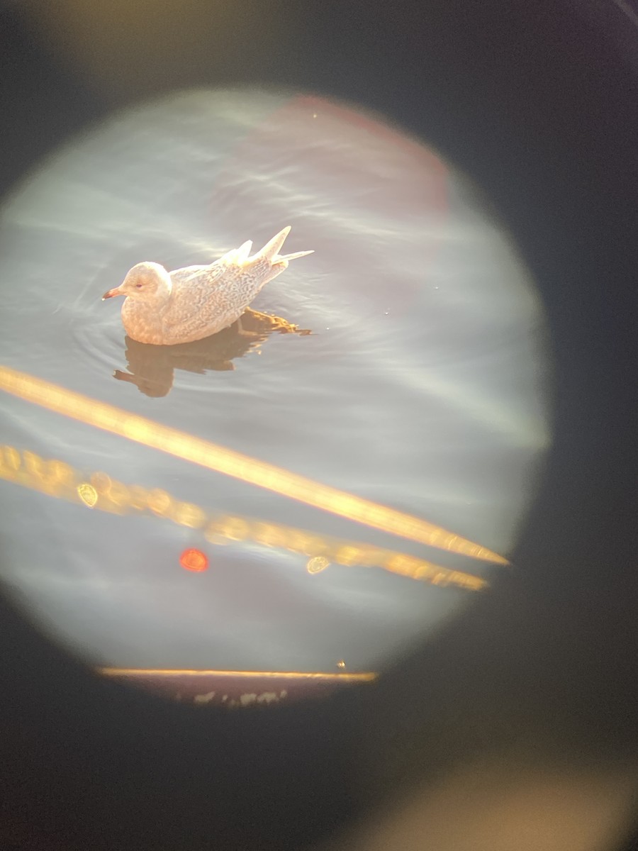 Iceland Gull - ML612658650