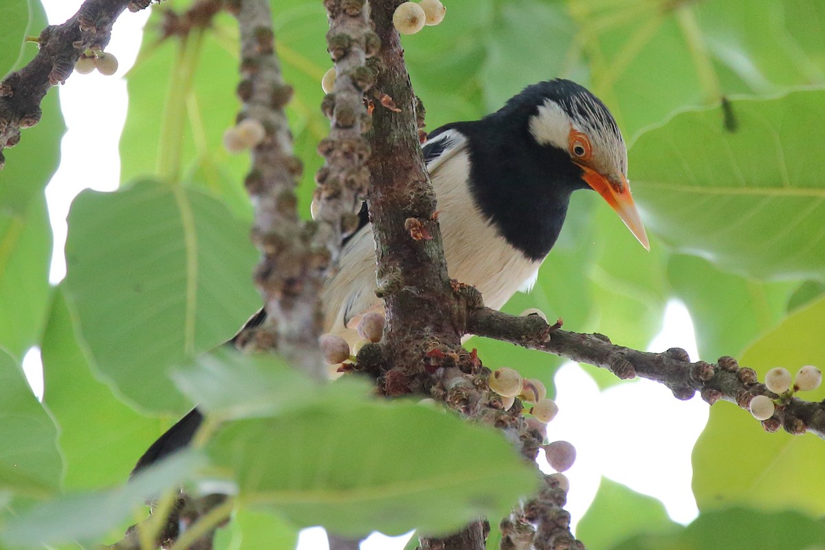 Étourneau pie, É. siamois ou E. jallak - ML612658656