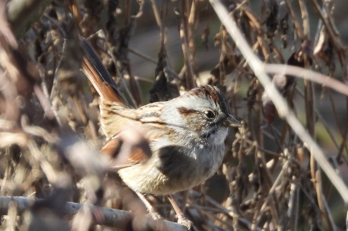 Swamp Sparrow - ML612658665