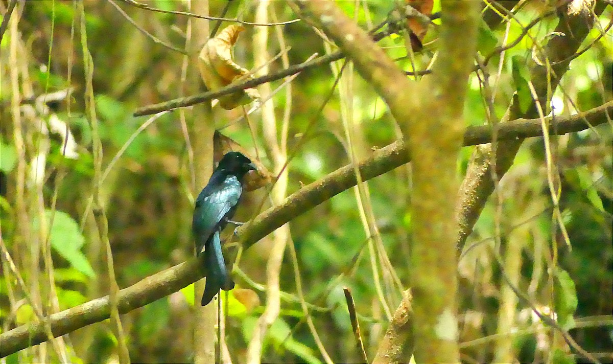 Palawan Drongo - ML612658670