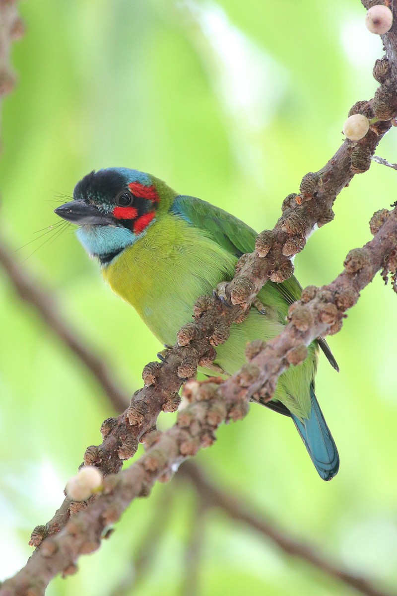 Black-eared Barbet - Meng Mee Lim