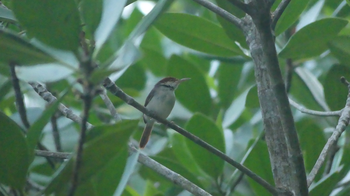 Rufous-tailed Tailorbird - ML612658676