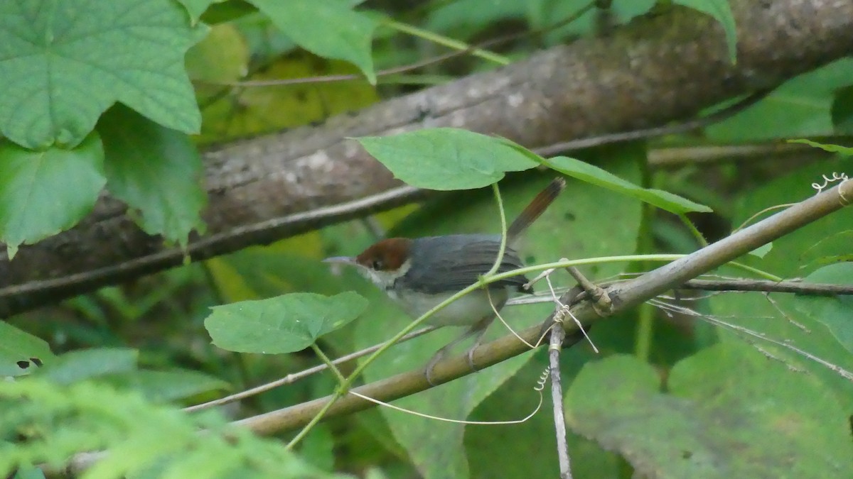Rufous-tailed Tailorbird - ML612658677