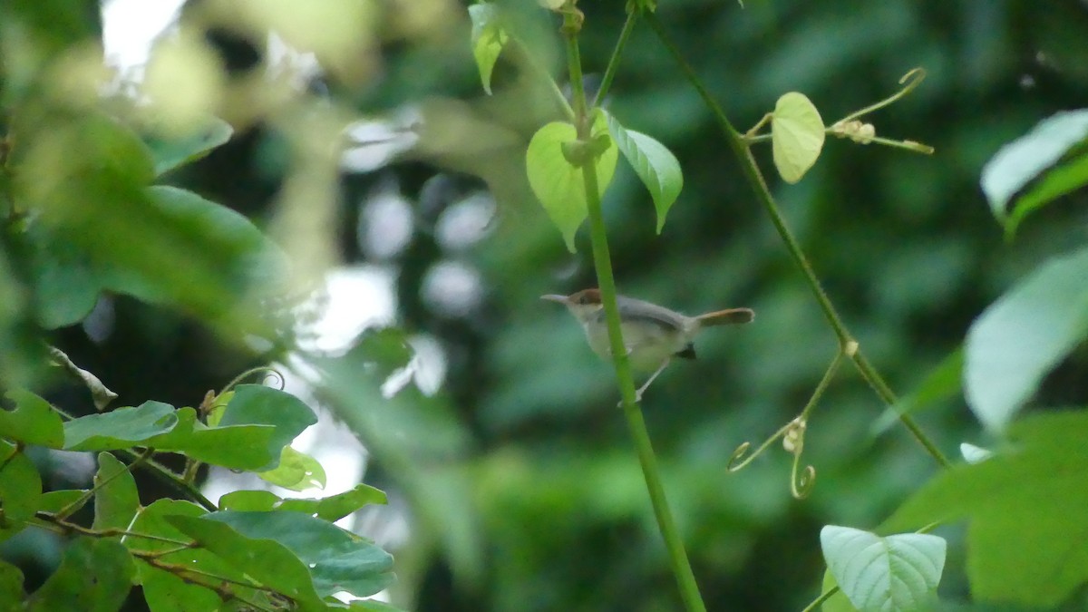 Rufous-tailed Tailorbird - ML612658678
