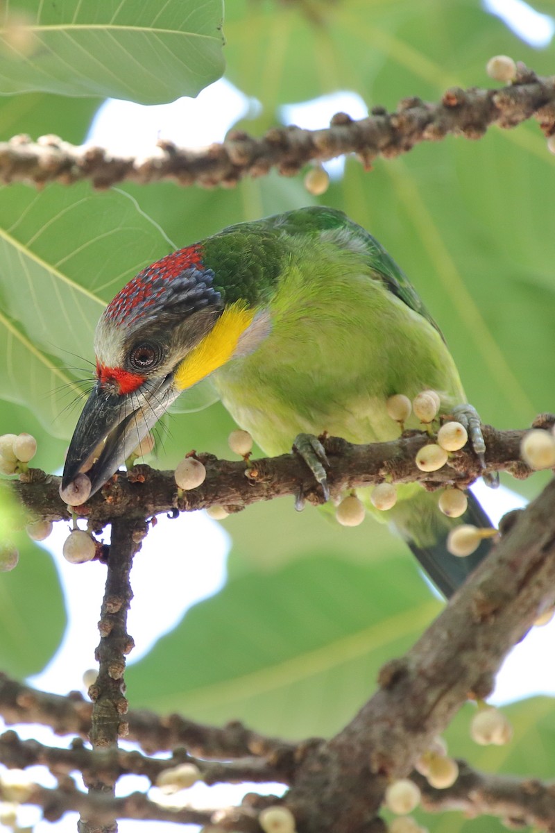 Golden-throated Barbet - Meng Mee Lim