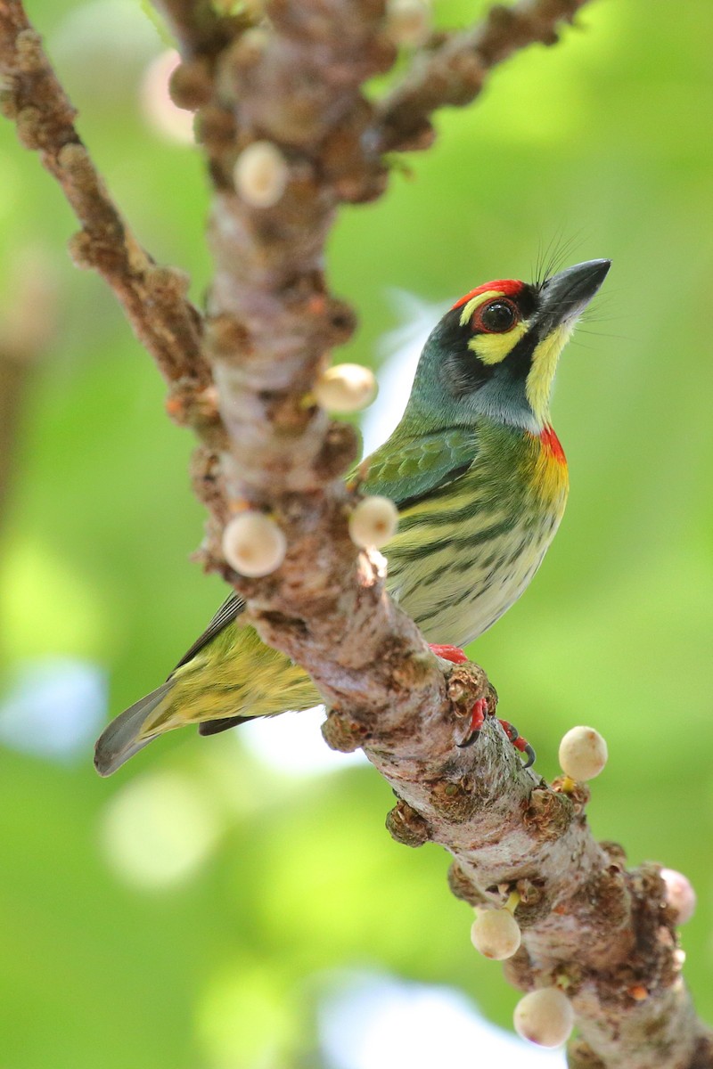 Coppersmith Barbet - Meng Mee Lim