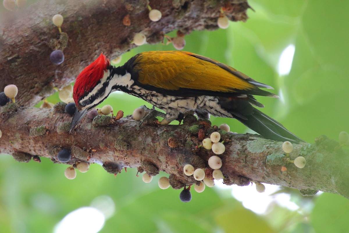 Common Flameback - Meng Mee Lim