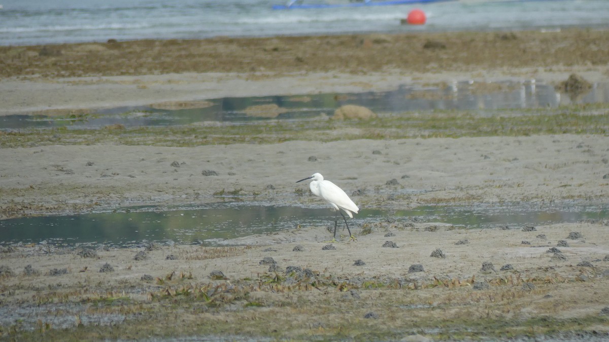 Little Egret - ML612658718