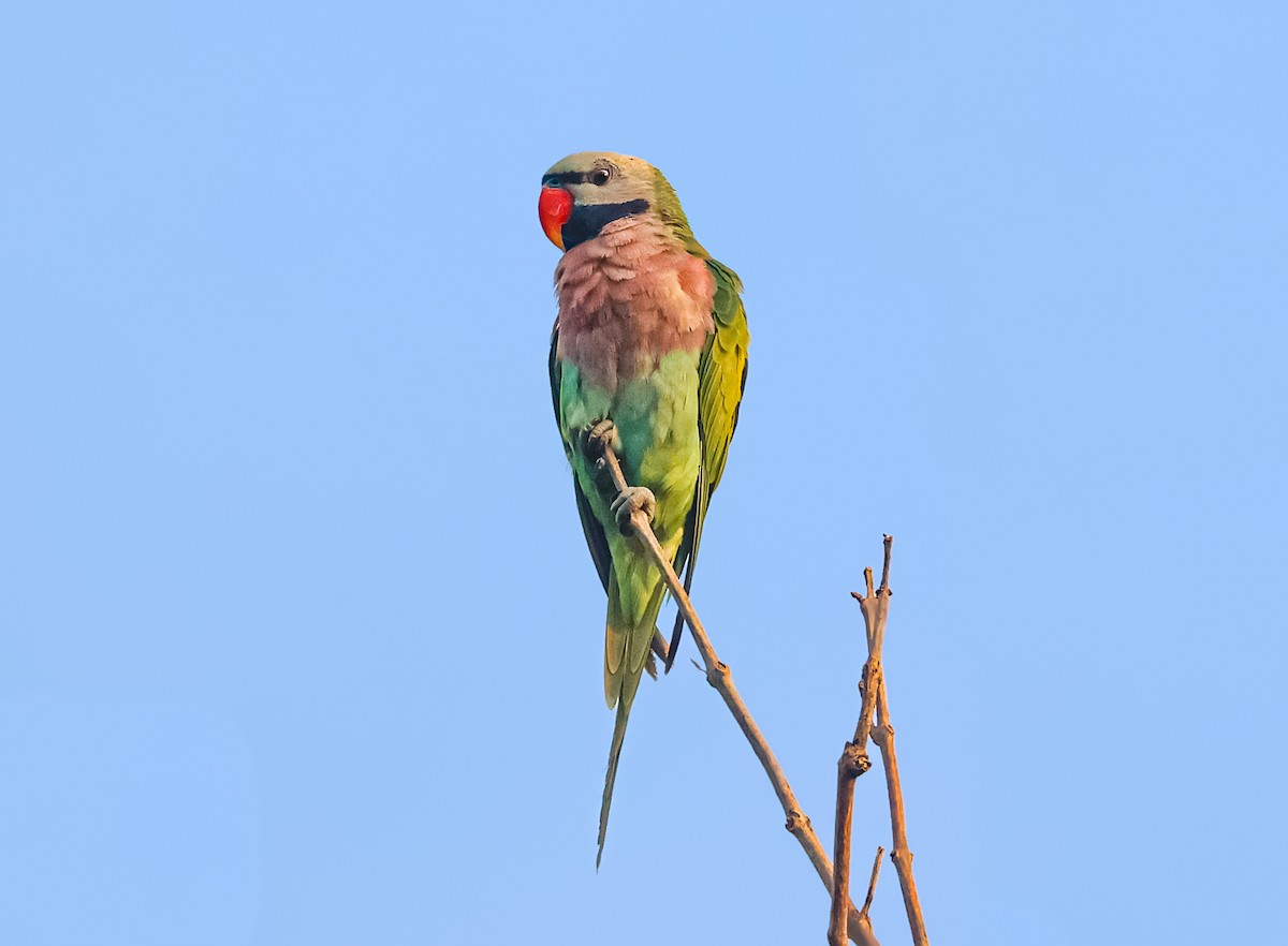 Red-breasted Parakeet - ML612658794