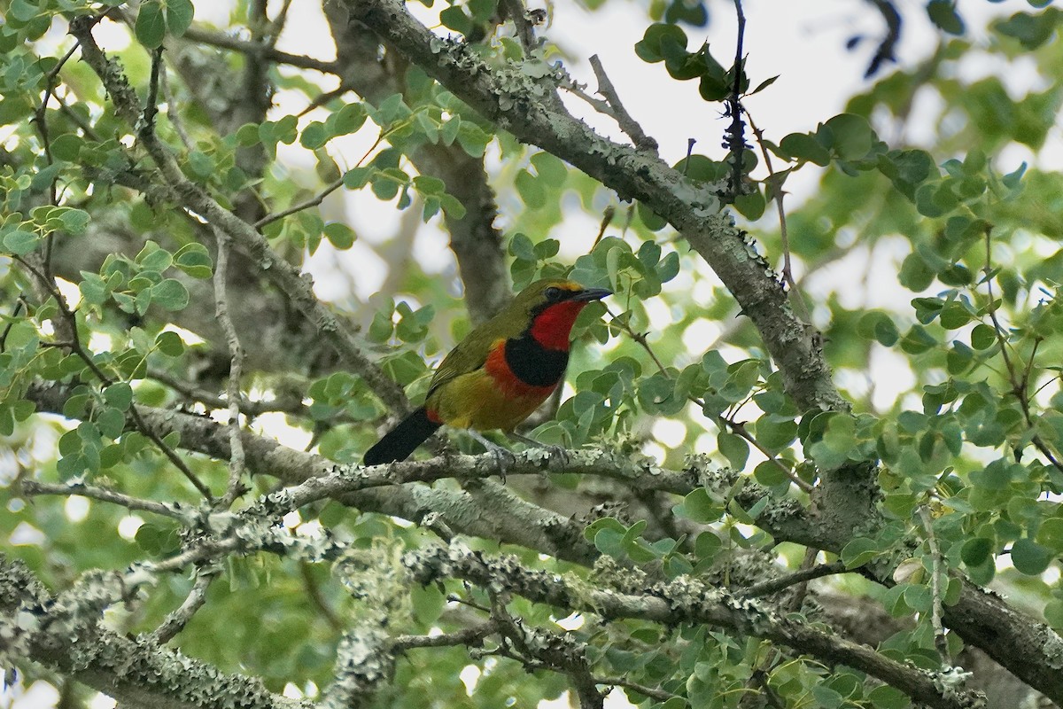 Four-colored Bushshrike (Four-colored) - ML612658824