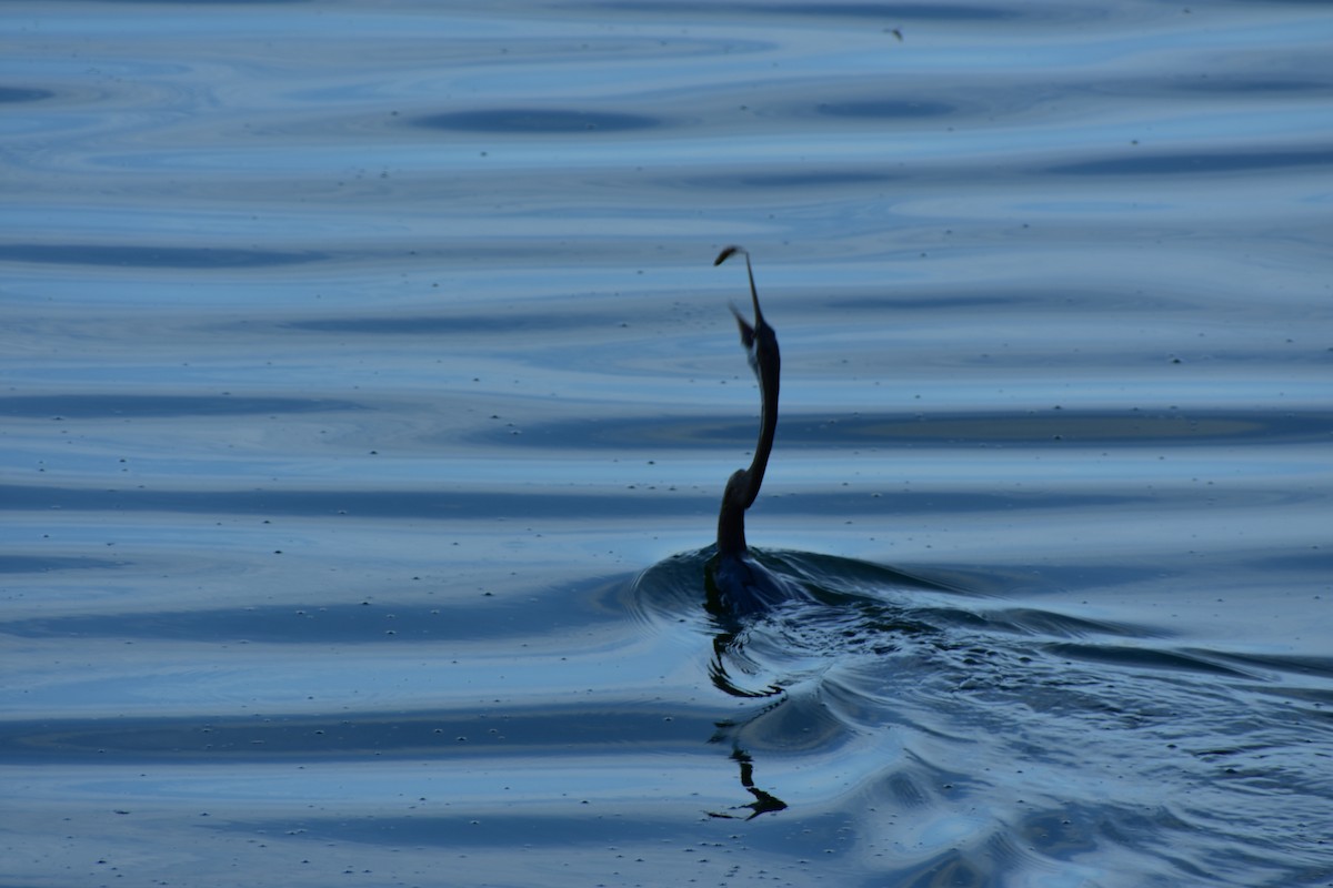 Oriental Darter - ML612658873