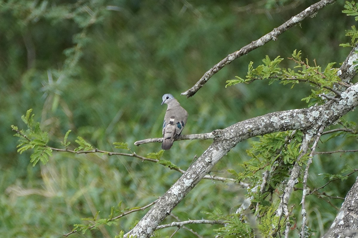 Emerald-spotted Wood-Dove - ML612658882