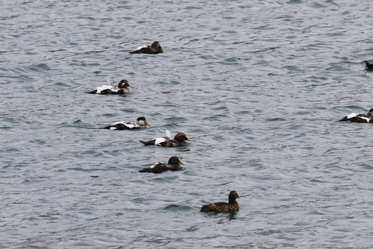 Common Eider - Bert Bruggeman