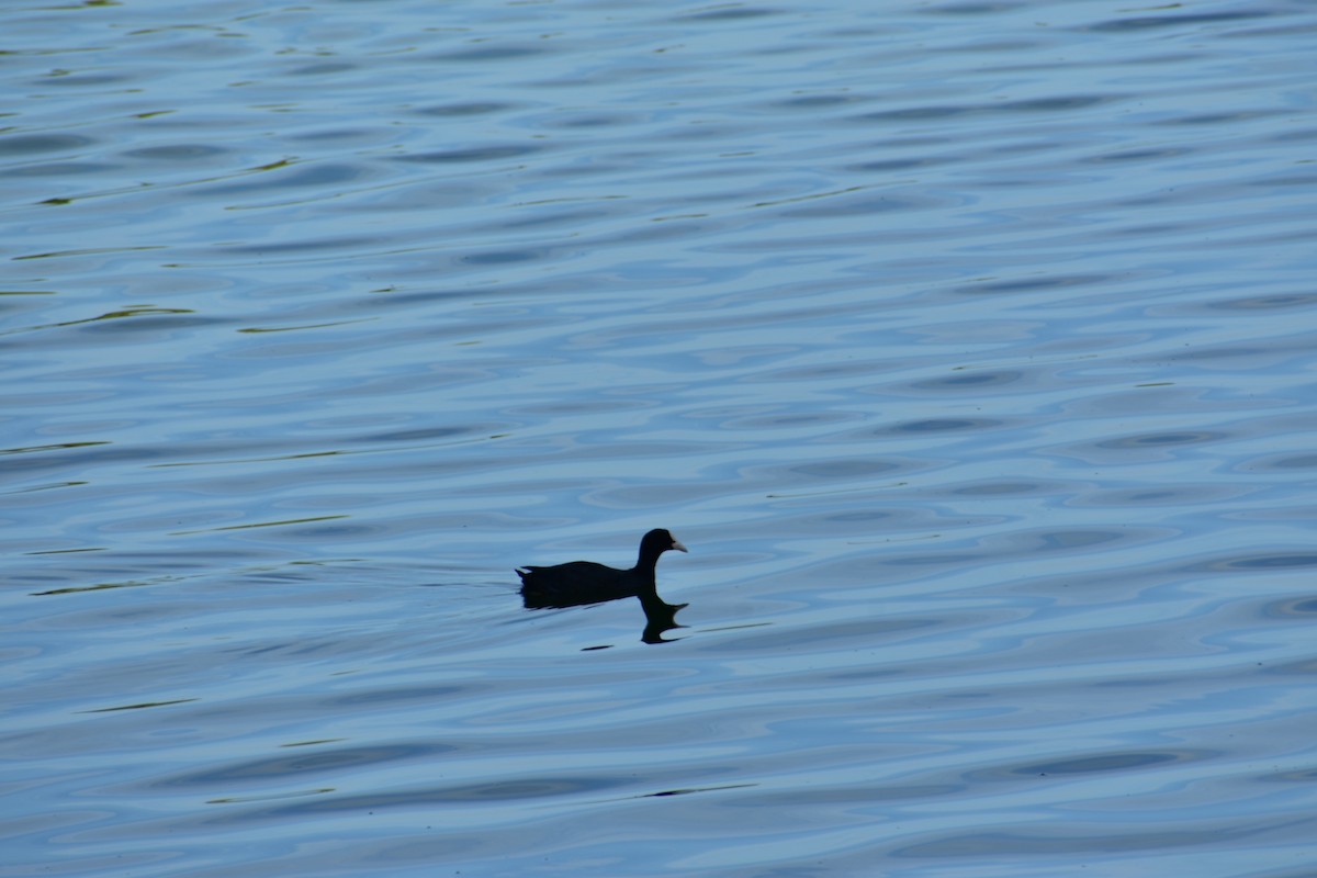 Eurasian Coot - ML612658891