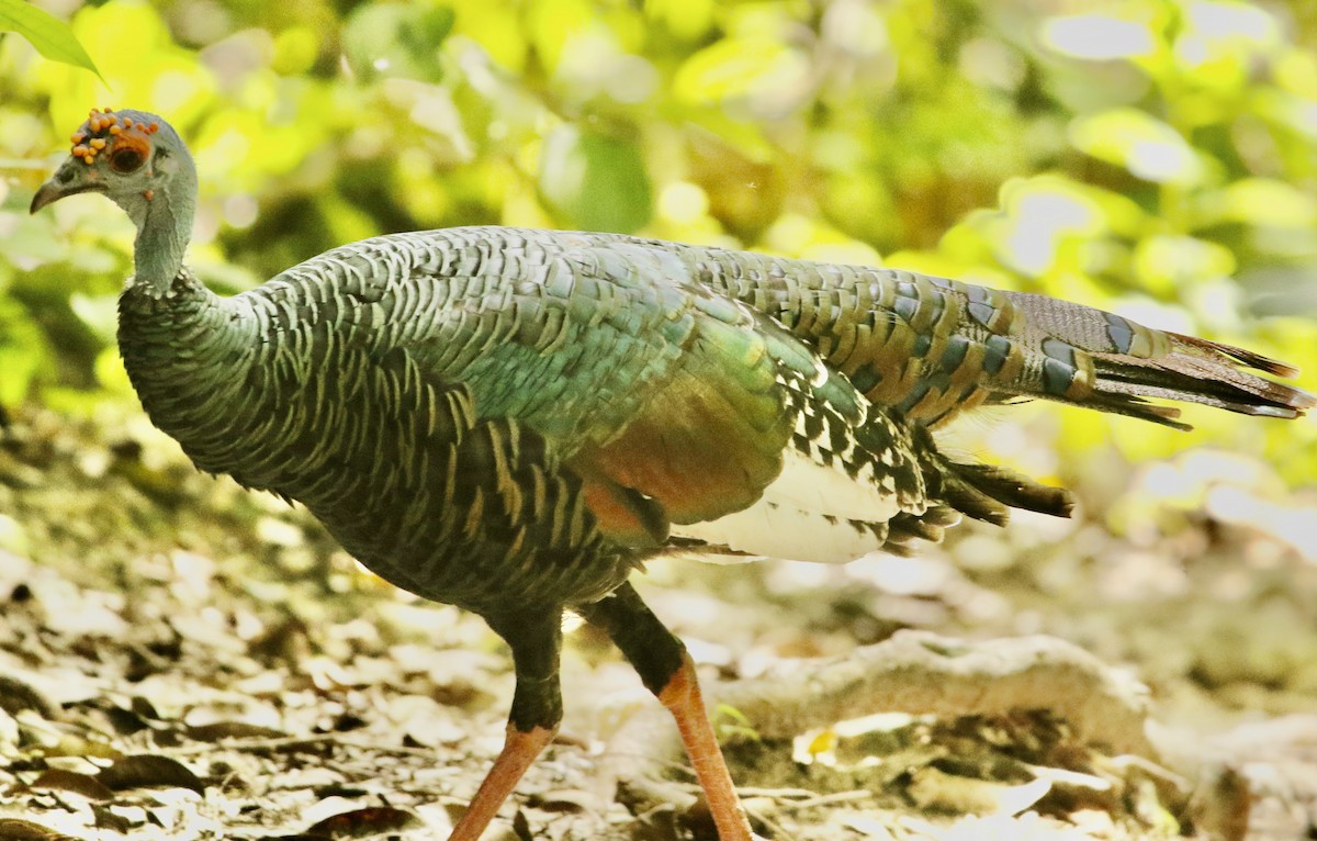 Ocellated Turkey - ML612658906