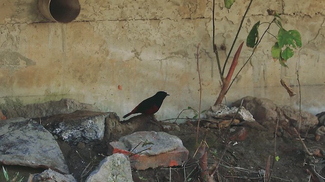 White-capped Redstart - ML612658910