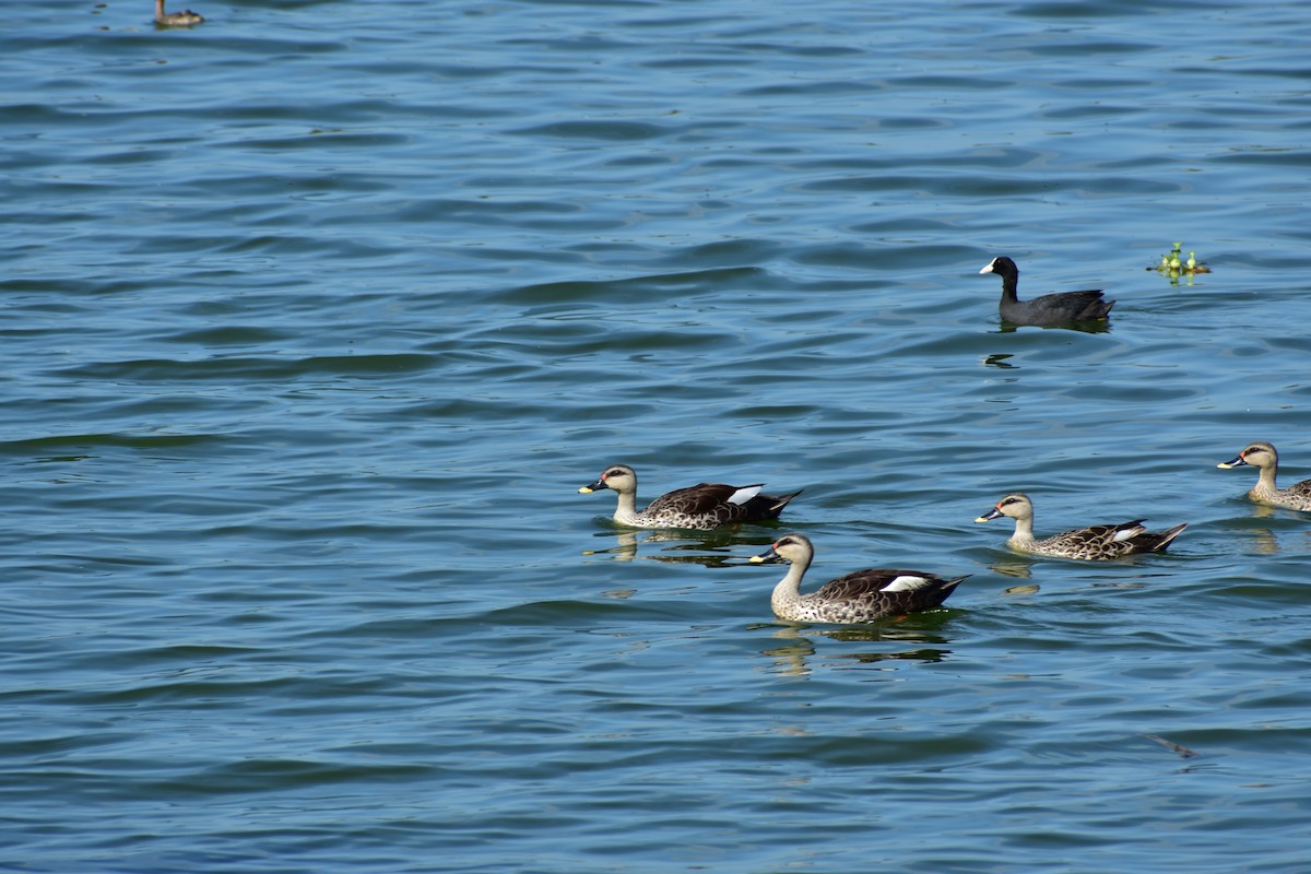 Indian Spot-billed Duck - ML612658919