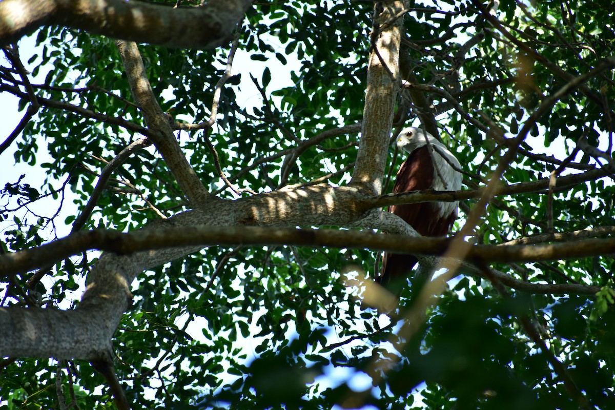 Brahminy Kite - ML612658951