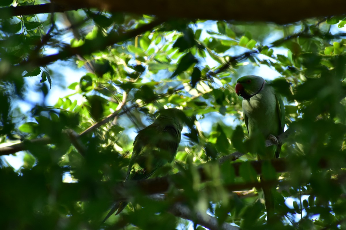 Rose-ringed Parakeet - ML612658966