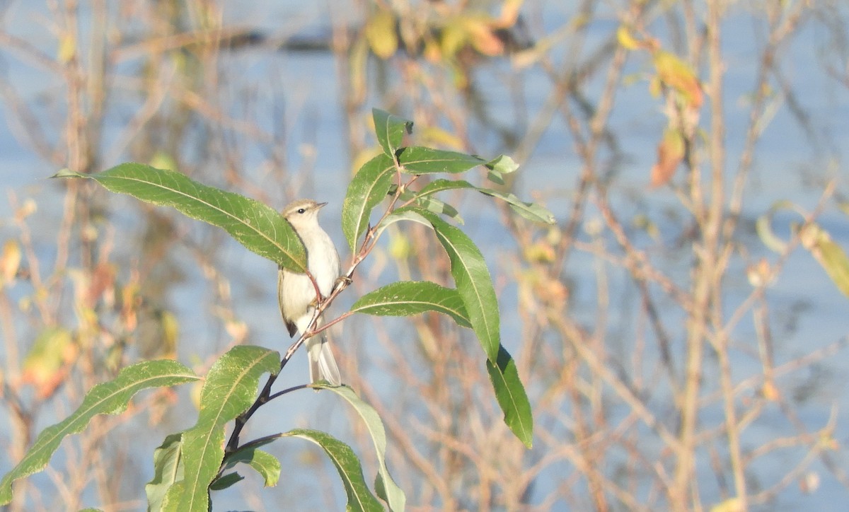 Common Chiffchaff - ML612658993