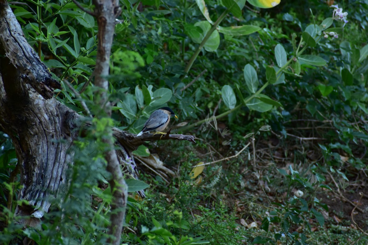 Brahminy Starling - John Henry