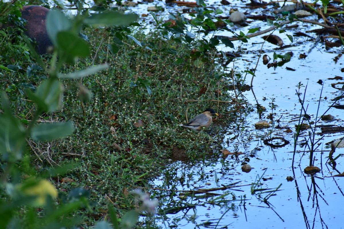 Brahminy Starling - ML612659000