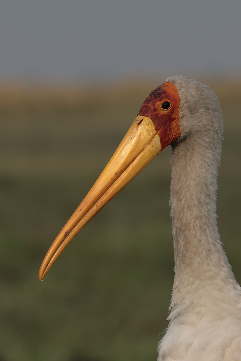 Yellow-billed Stork - Miquel Àngel Garcia Reàdigos