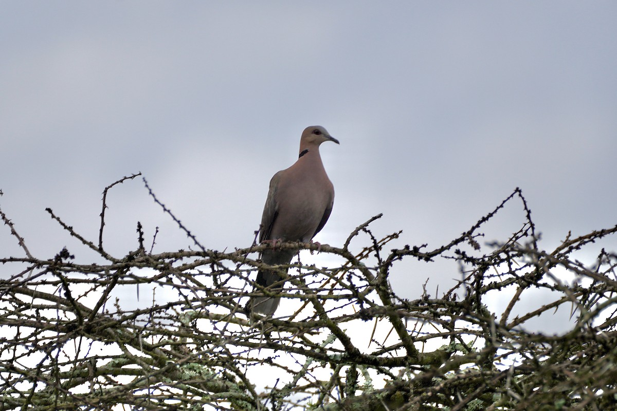 Red-eyed Dove - ML612659050