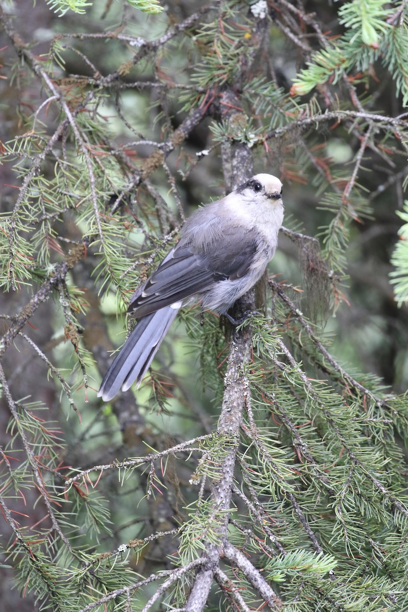 Canada Jay - Bert Bruggeman