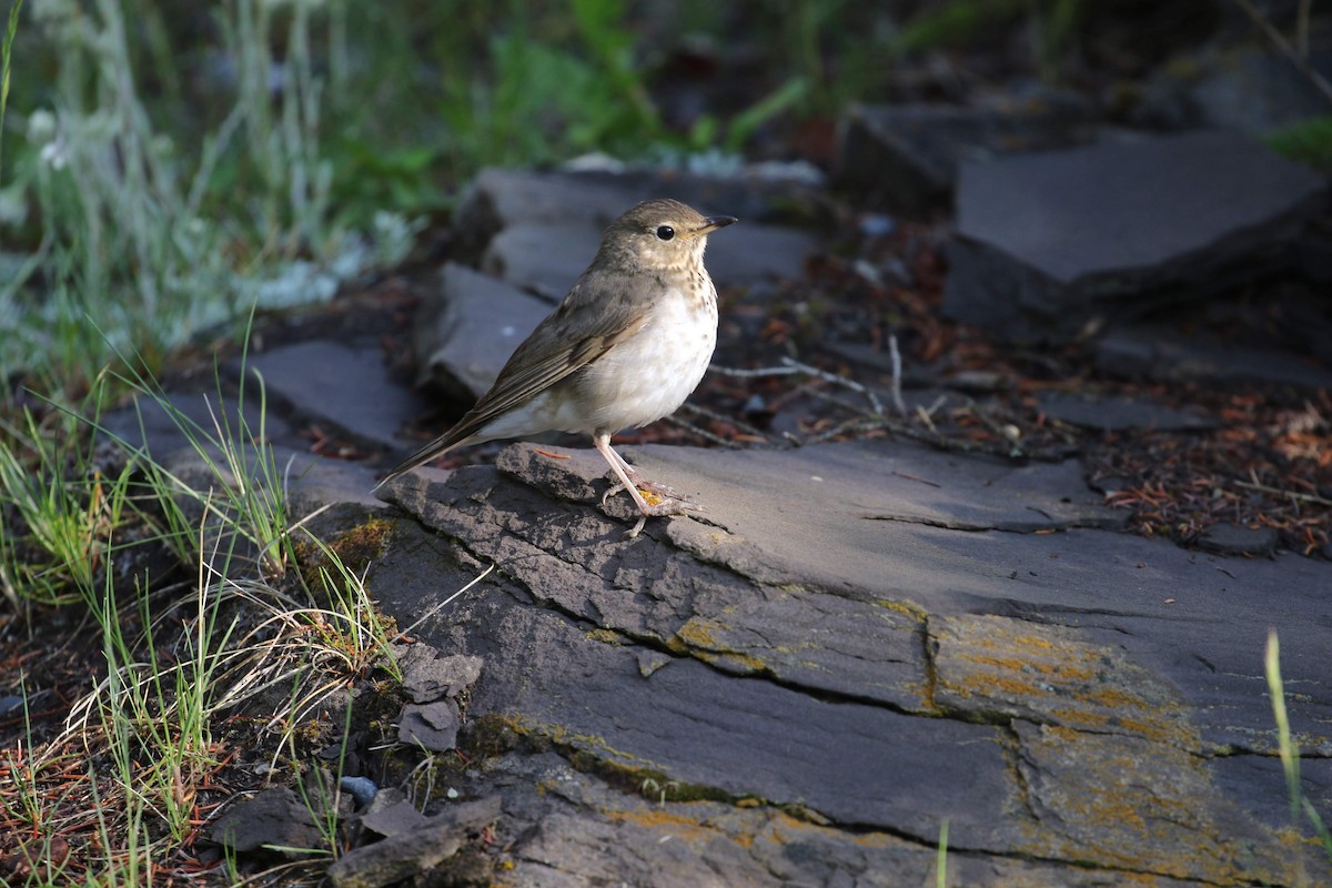 Swainson's Thrush - ML612659120