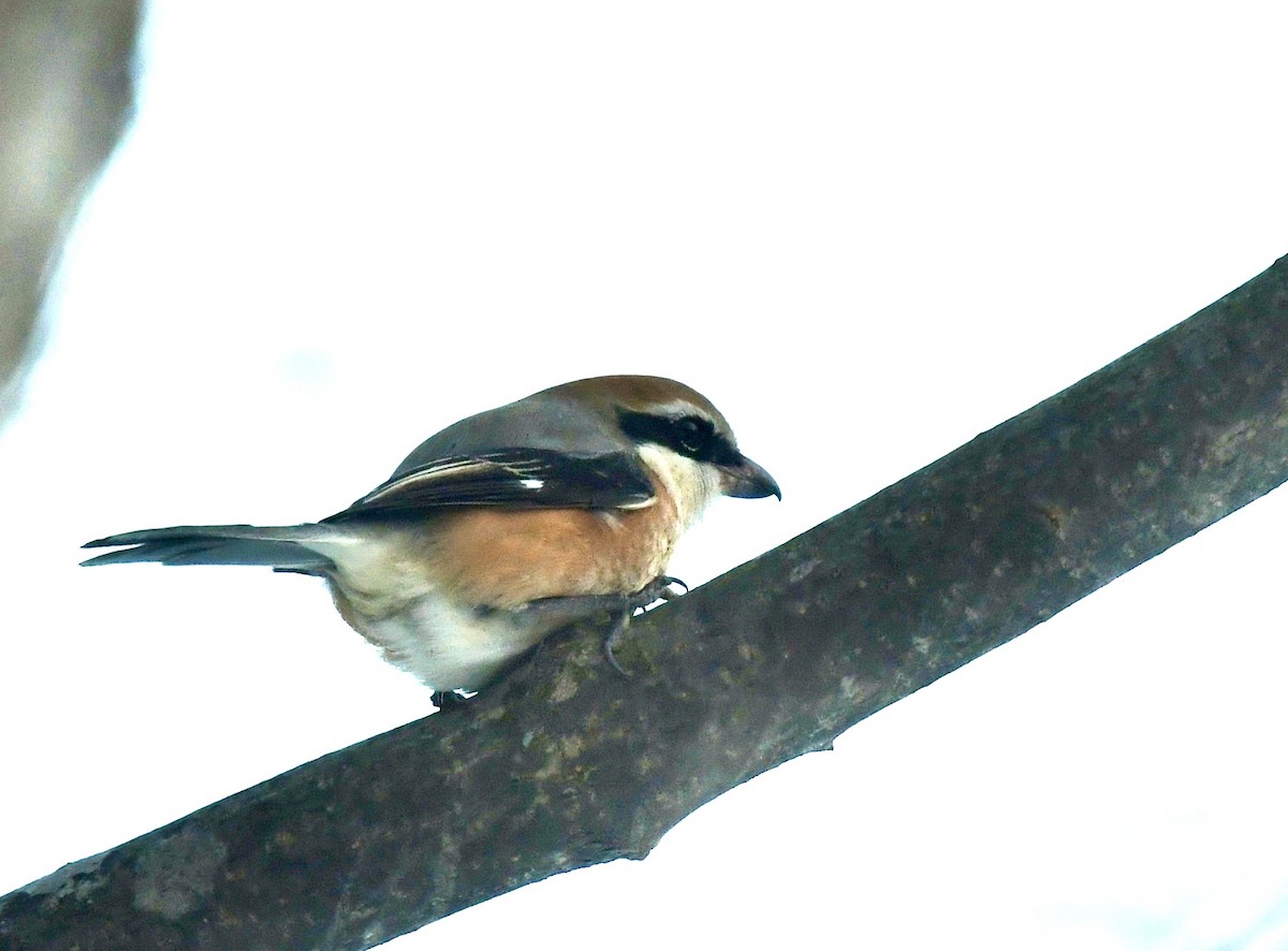 Bull-headed Shrike - ML612659175