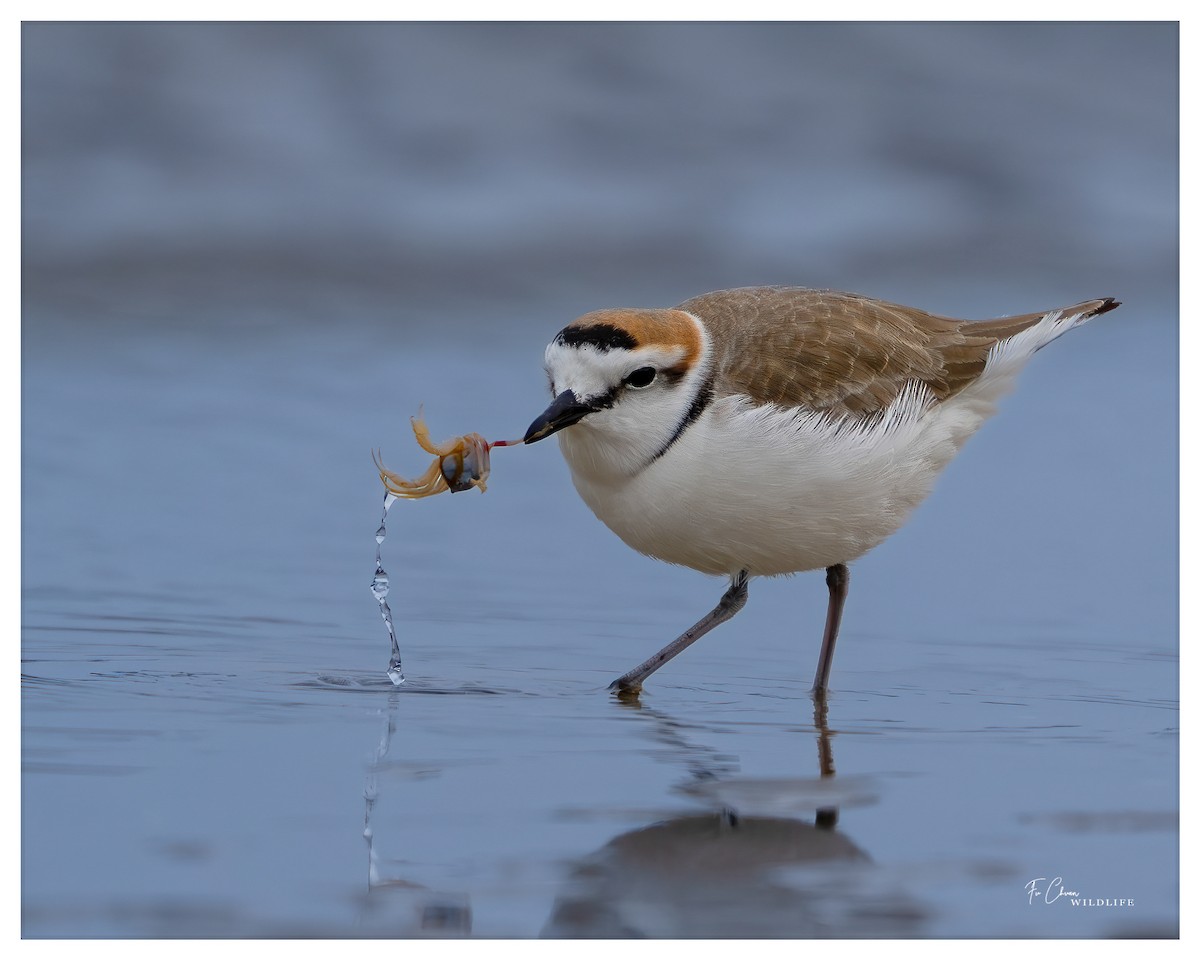 Kentish Plover - ML612659199