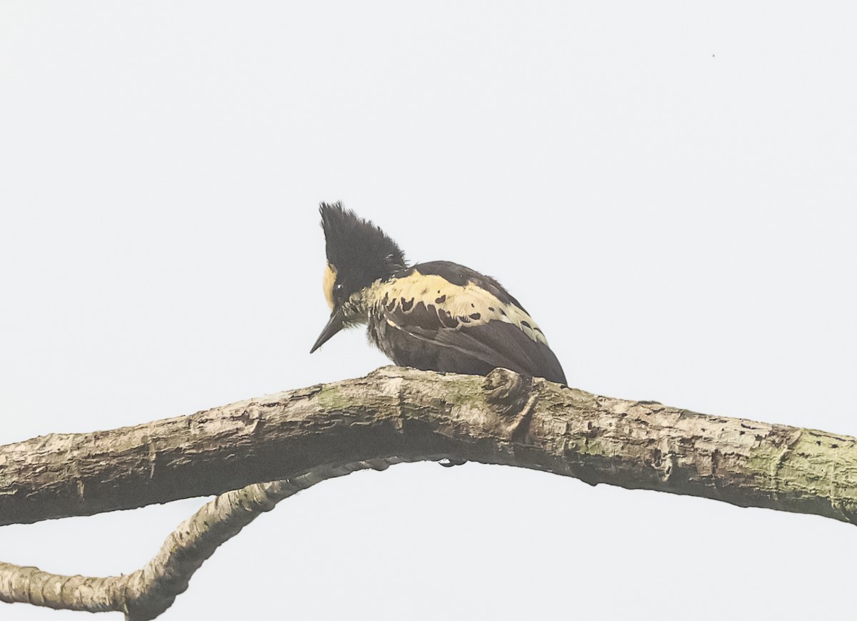 Heart-spotted Woodpecker - ML612659201