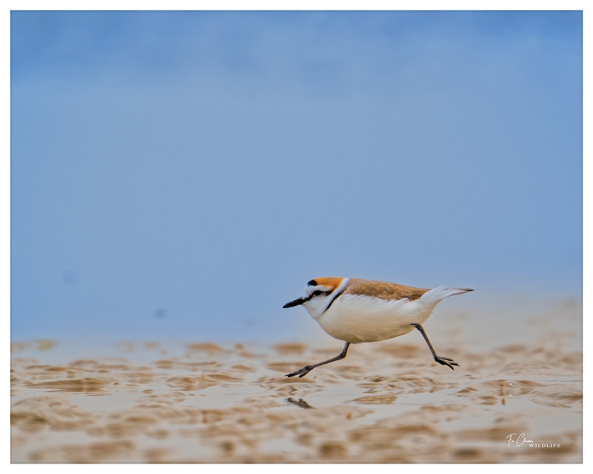 Kentish Plover - ML612659206