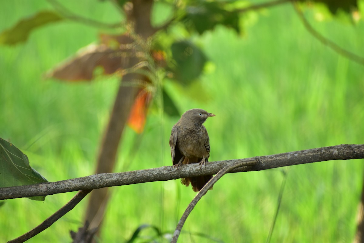 Yellow-billed Babbler - ML612659215