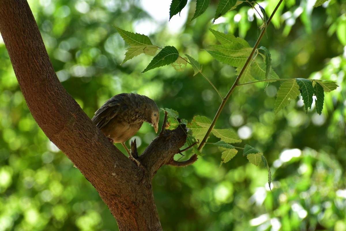 Yellow-billed Babbler - ML612659216