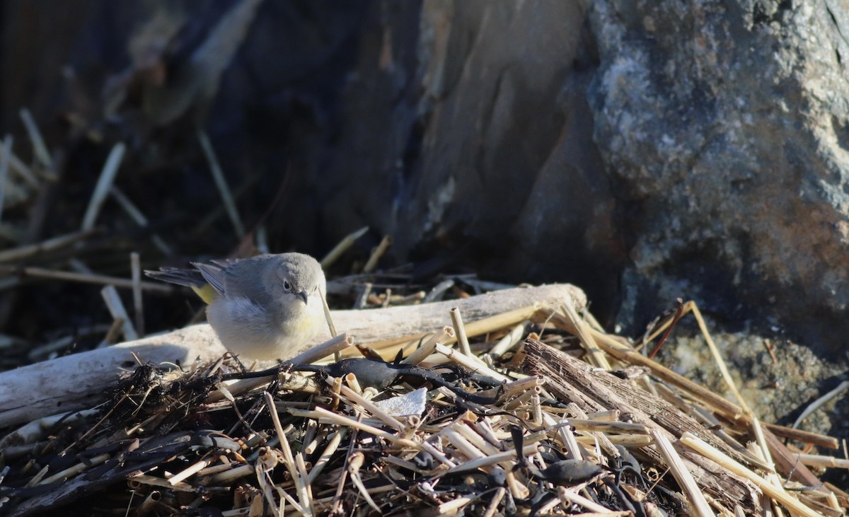 Virginia's Warbler - Jane Sender