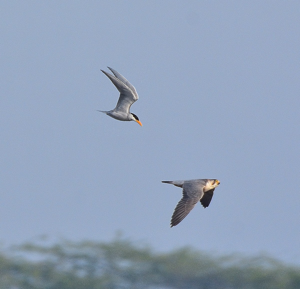 Peregrine Falcon (Red-capped) - ML612659289