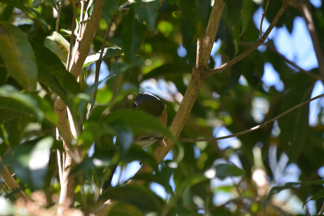 Olive Bushshrike - ML612659306