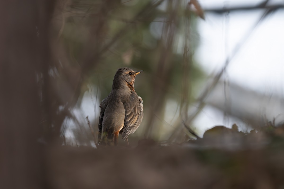 Red-throated Thrush - XC Bu