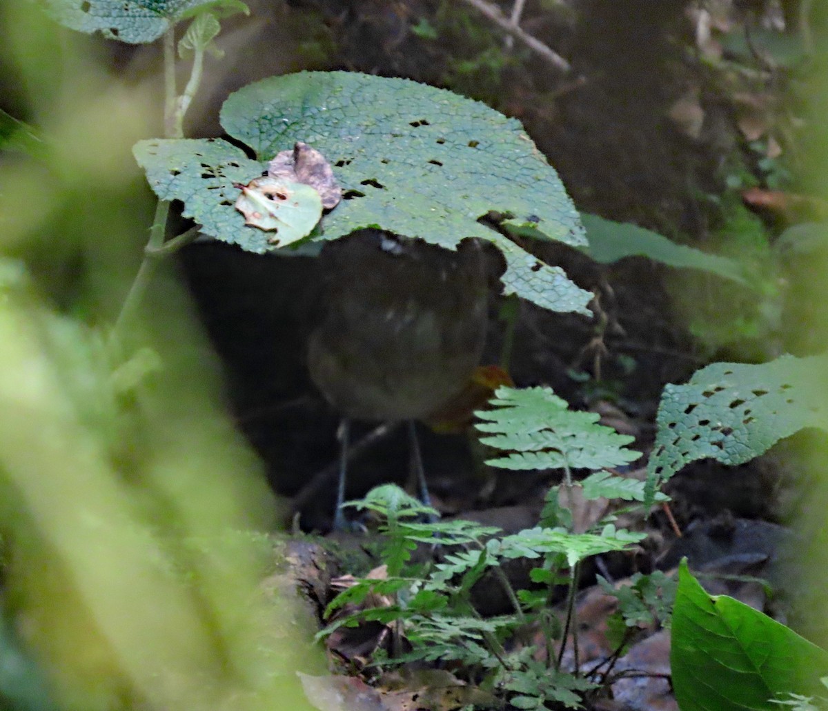 Moustached Antpitta - ML612659373