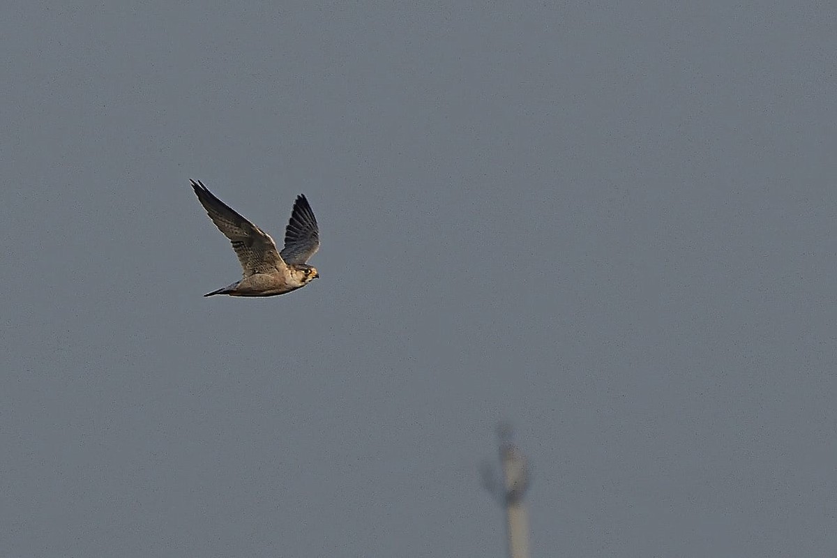 Peregrine Falcon (Red-capped) - ML612659381